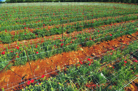 TENAX Hortonova Trellis in a container garden illustrating space-saving plant support.