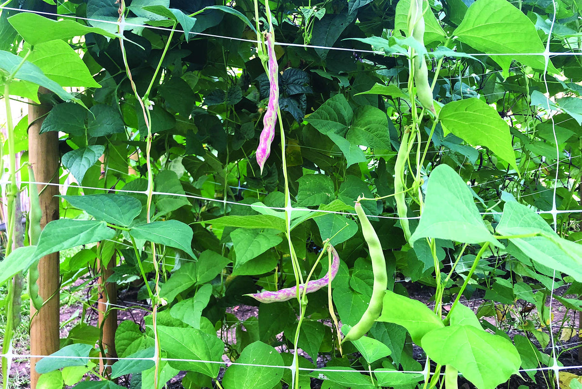TENAX Hortonova Trellis aiding flowering plants with sturdy net in a garden bed.