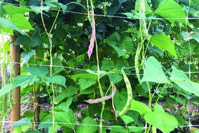TENAX Hortonova Trellis aiding flowering plants with sturdy net in a garden bed.