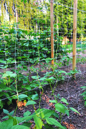 TENAX Hortonova Trellis keeps heavy crops supported across garden beds.