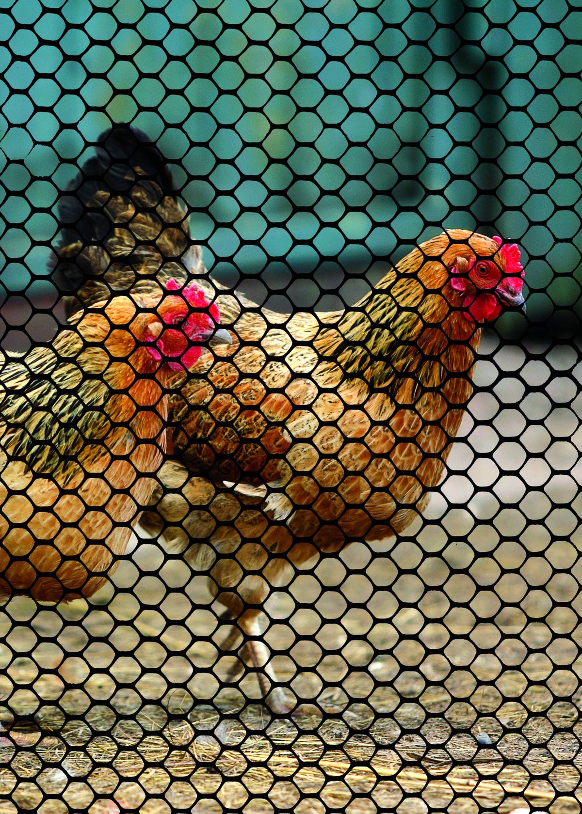 Tenax garden protection usage features in black mesh to blend with landscapes.