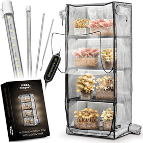 Terra Fungus Martha Tent with 6500K LED light for reliable indoor fruiting