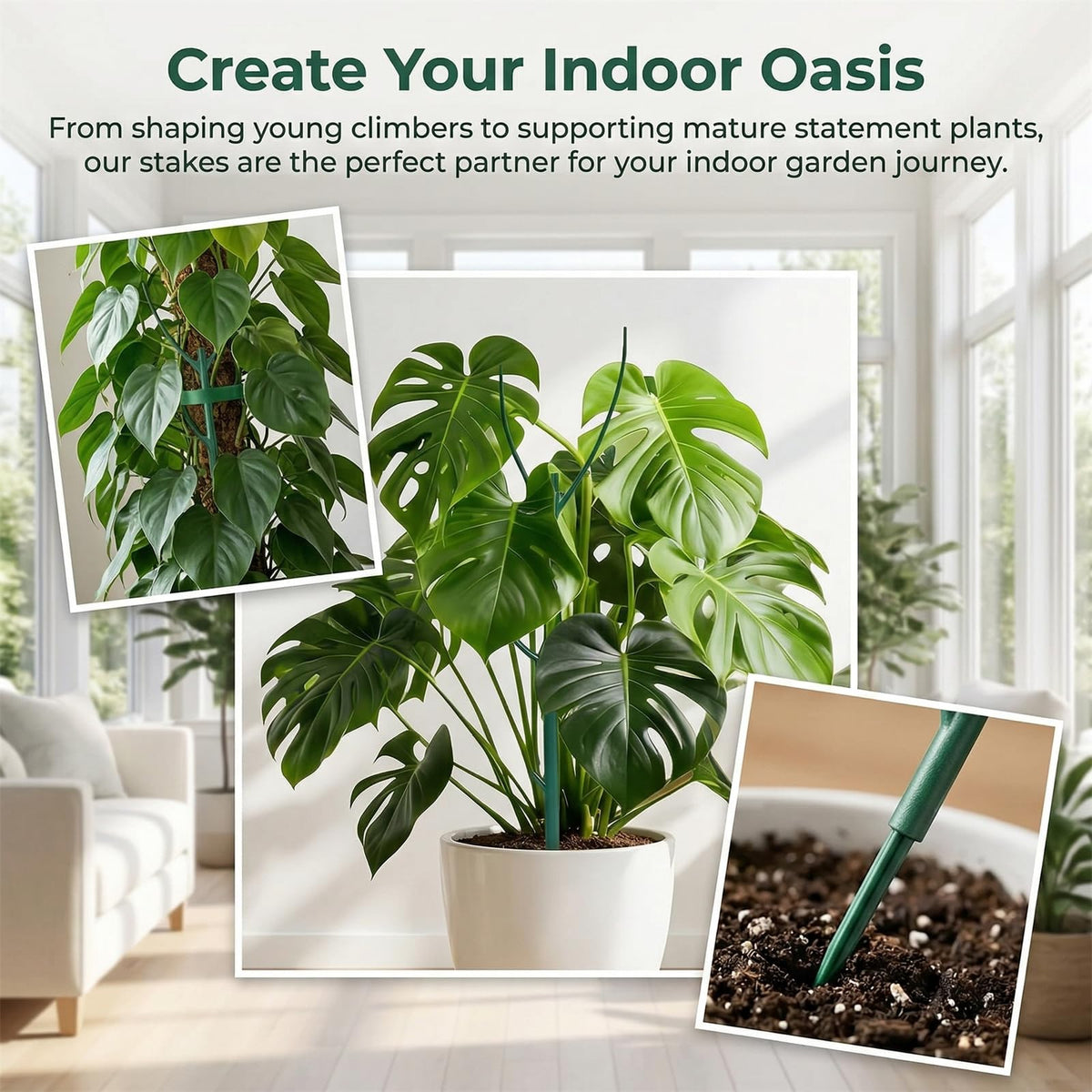 Teurabied pothos climber stake blends with foliage