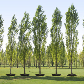 Tezhile durable weed barrier supports long-lasting landscaping and weed control.