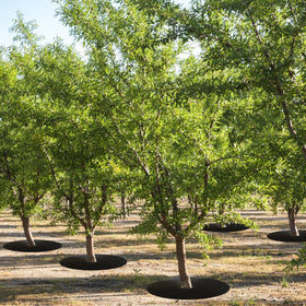 Tezhile pre-cut hole design allows immediate placement around existing tree trunks.