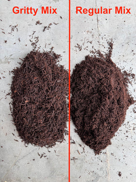 Tezula Plants debris-free tree fern substrate promotes easy repotting and cleaner routines.