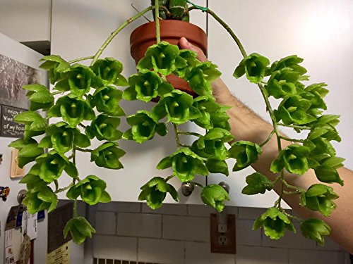 Tezula Plants MSU Orchid Fertilizer label notes RO, rain, and tap water compatibility