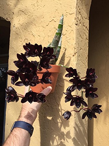 Tezula Plants MSU Orchid Fertilizer quick-start guide included