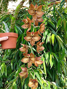 Tezula Plants MSU Orchid Fertilizer in studio setup with thriving orchid plant