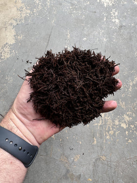 Tezula Plants orchids-friendly tree fern substrate supports robust root spread and steady moisture balance.