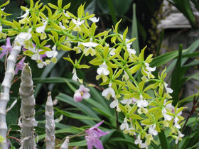 Tezula Plants reptile terrarium medium offers natural, chemical-free bedding for small reptiles.