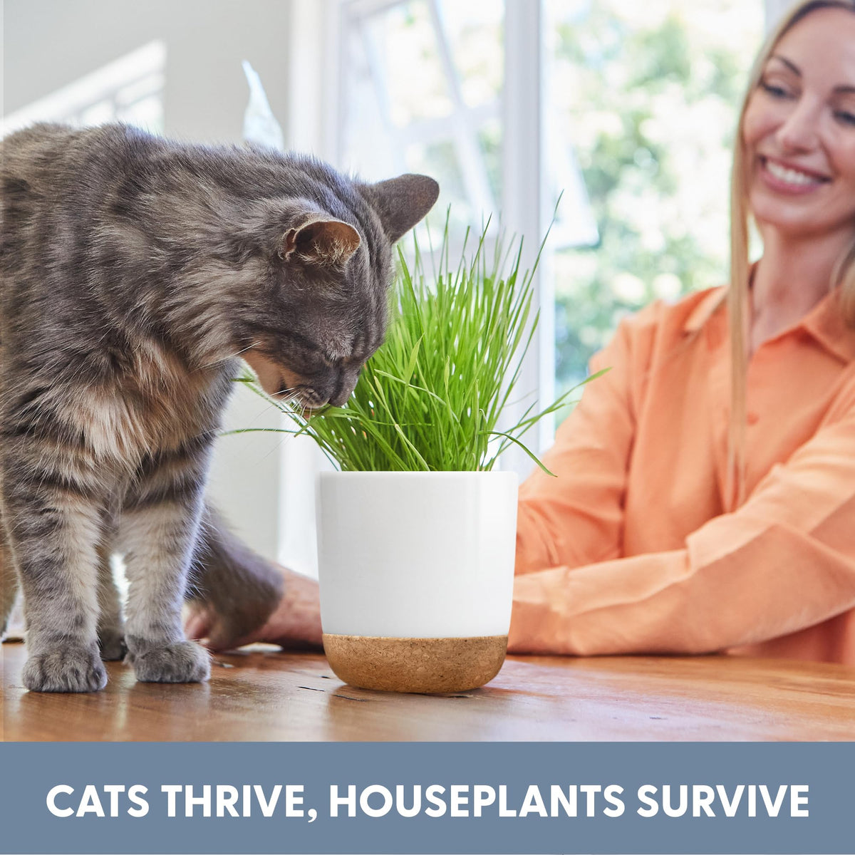 Image illustrating the deterrent concept: greens away from household plants.