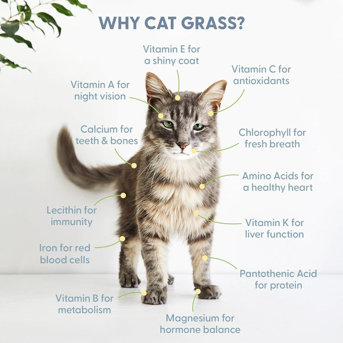 The Cat Ladies included instructions make growing easy for first-time gardeners.