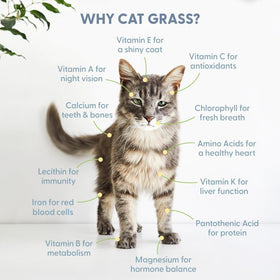 The Cat Ladies included instructions make growing easy for first-time gardeners.