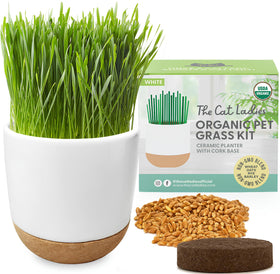 The Cat Ladies cat grass kit planter with ceramic and cork, ideal for indoor cats.