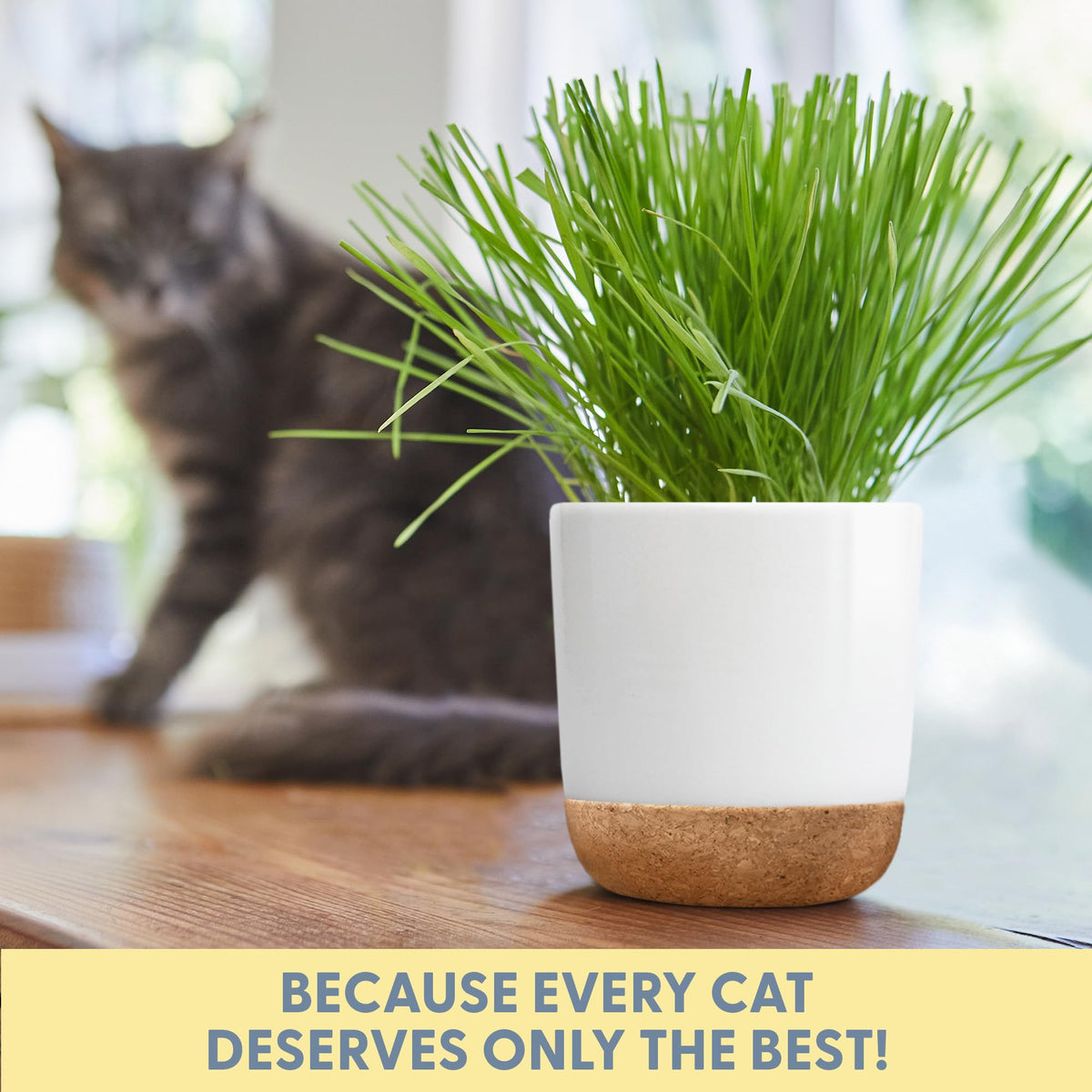 Clear, user-friendly instructions included for growing cat grass.