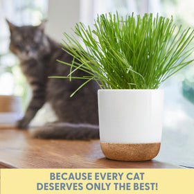 Clear, user-friendly instructions included for growing cat grass.