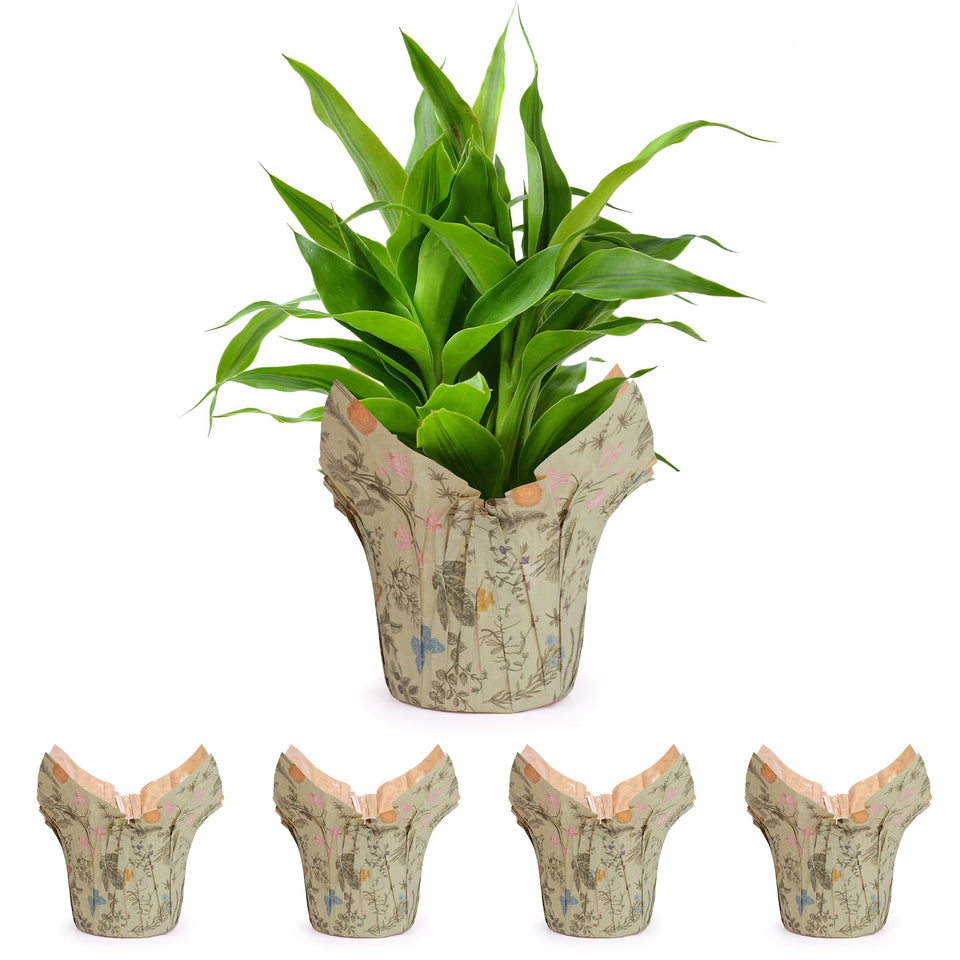 The Florist Supply Premium 6-inch AZA pot cover preformed for quick, stylish plant styling.