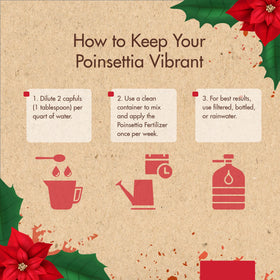 Festive poinsettia decor maintained by The Grow Co fertilizer.