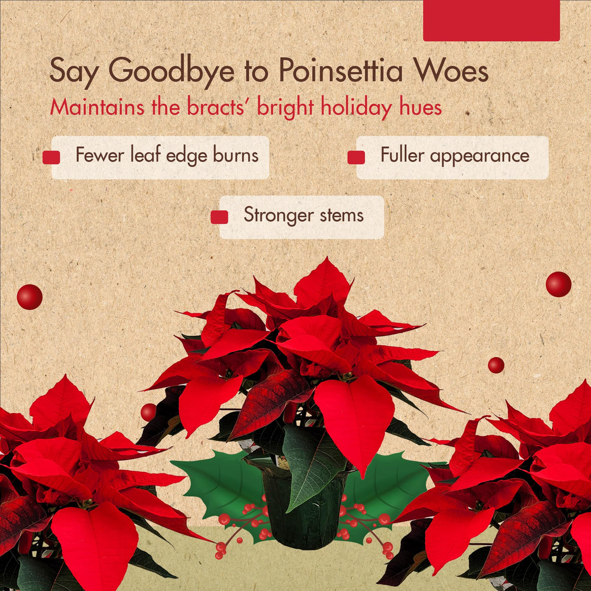 Poinsettia plant treated with The Grow Co fertilizer showing bright red bracts.