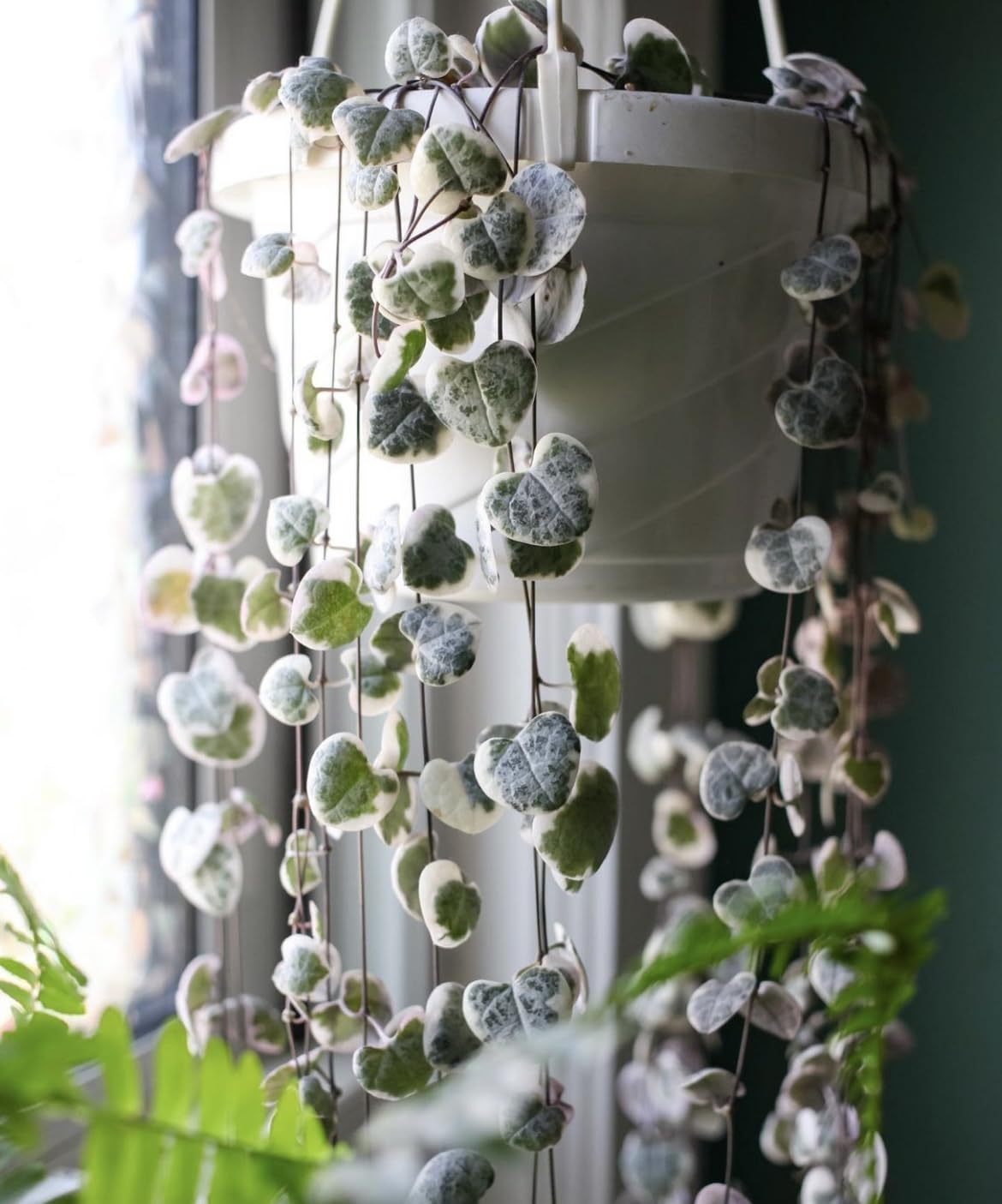 Close-up of drainage holes in The HC Companies Euro Hanging Planter