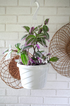 The HC Companies Euro Hanging Planter shown for indoor and outdoor use in white