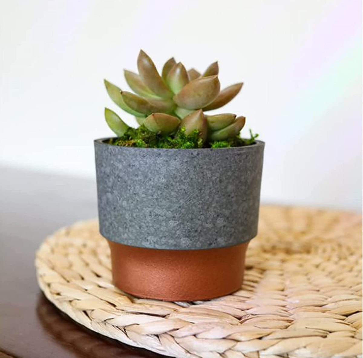 Sprite pot coordinating with Kaleidoscope planters for cohesive displays.