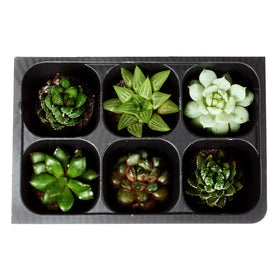 The Hydroponic City seedling-ready tray demonstrates versatile use for flowers, herbs, and vegetables.