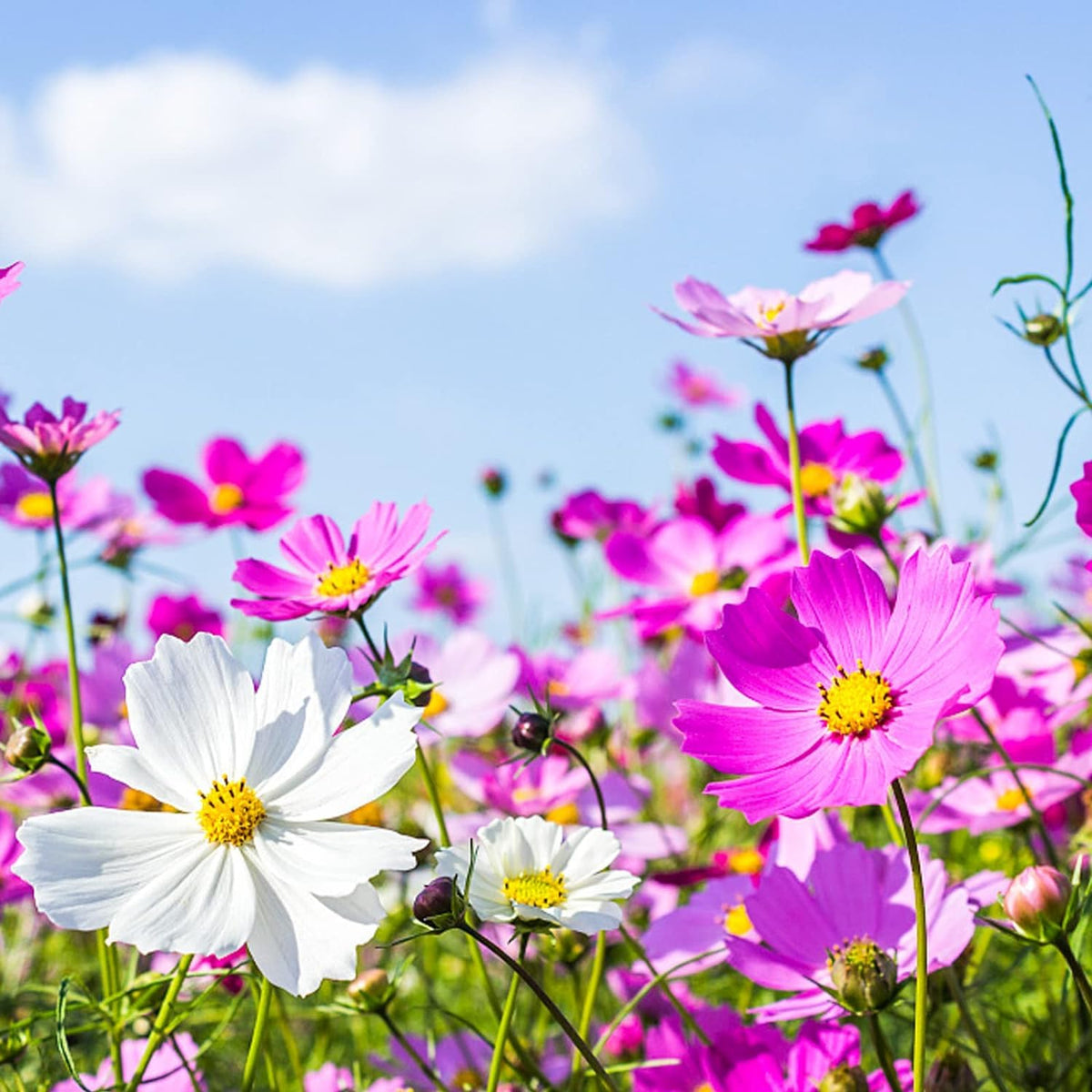 The Lucky Stars 11-color cosmos bipinnatus seeds brightening garden borders.