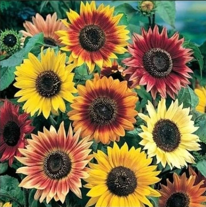 The Lucky Stars 17+ varieties sunflower seeds collection showcasing diverse blooms