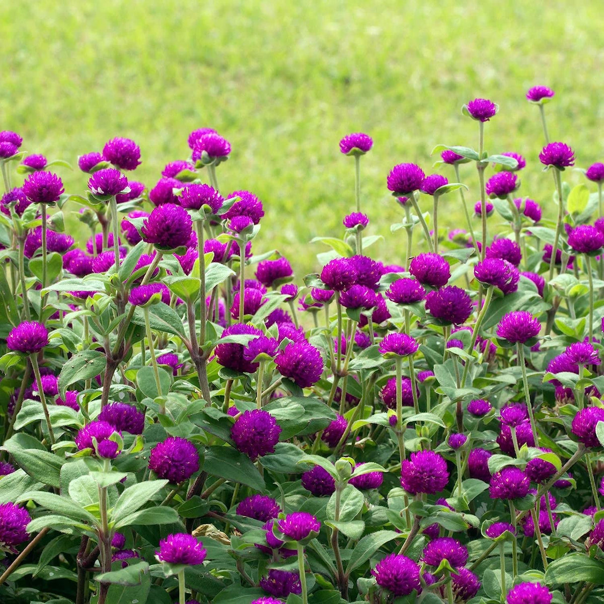 The Lucky Stars 2000 Purple Globe Amaranth seeds pack ready to plant for vibrant color