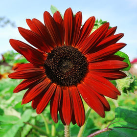 The Lucky Stars bird-and-butterfly garden sunflowers draw natural wildlife