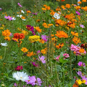 The Lucky Stars cosmos seeds ideal for borders and containers in sunny spaces.