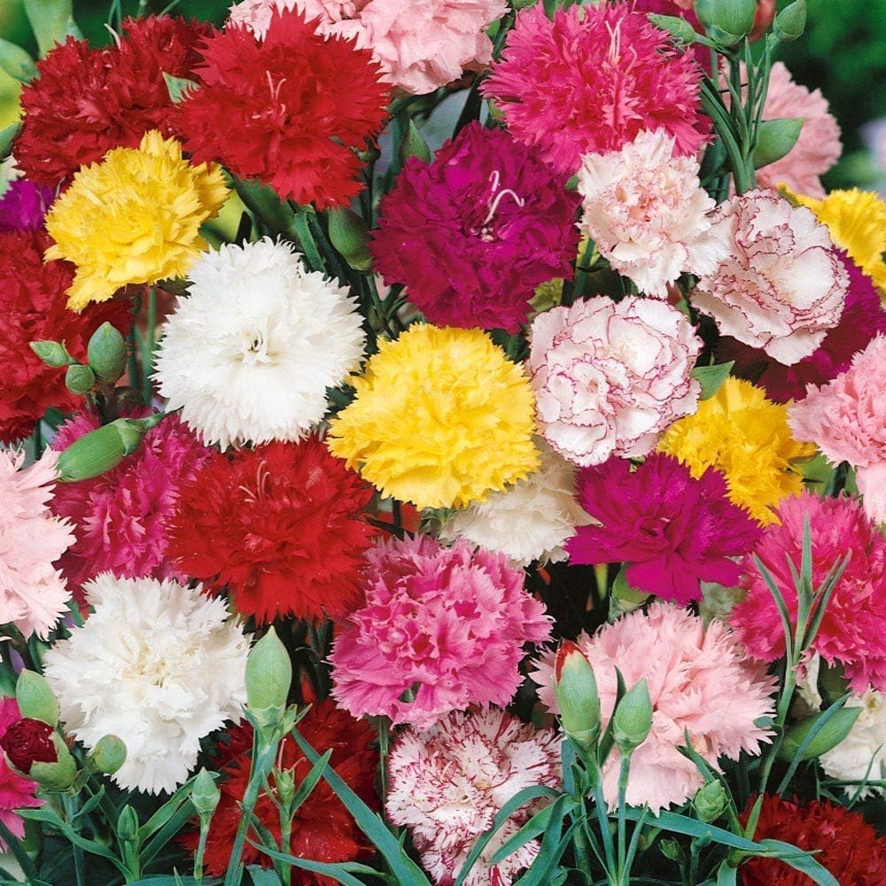 The Lucky Stars border-ready Dianthus Chabaud mix for vivid garden edges.