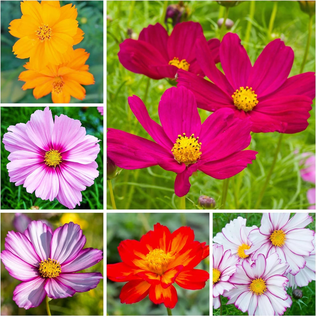 The Lucky Stars cosmos bipinnatus seeds for fresh cut flowers and arrangements.