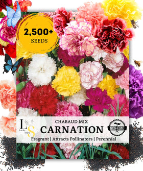 The Lucky Stars Dianthus Caryophyllus Chabaud Mix blooms in violet, purple, red, pink, orange, and yellow.