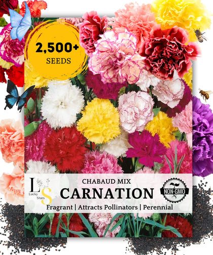The Lucky Stars Dianthus Caryophyllus Chabaud Mix blooms in violet, purple, red, pink, orange, and yellow.