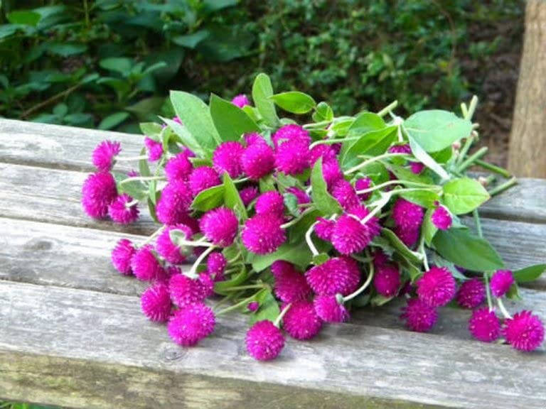 Dried globe amaranth bouquet showcasing lasting texture and color
