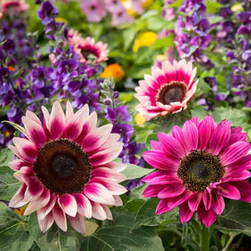 The Lucky Stars easy-grow sunflowers seeds promote simple garden success