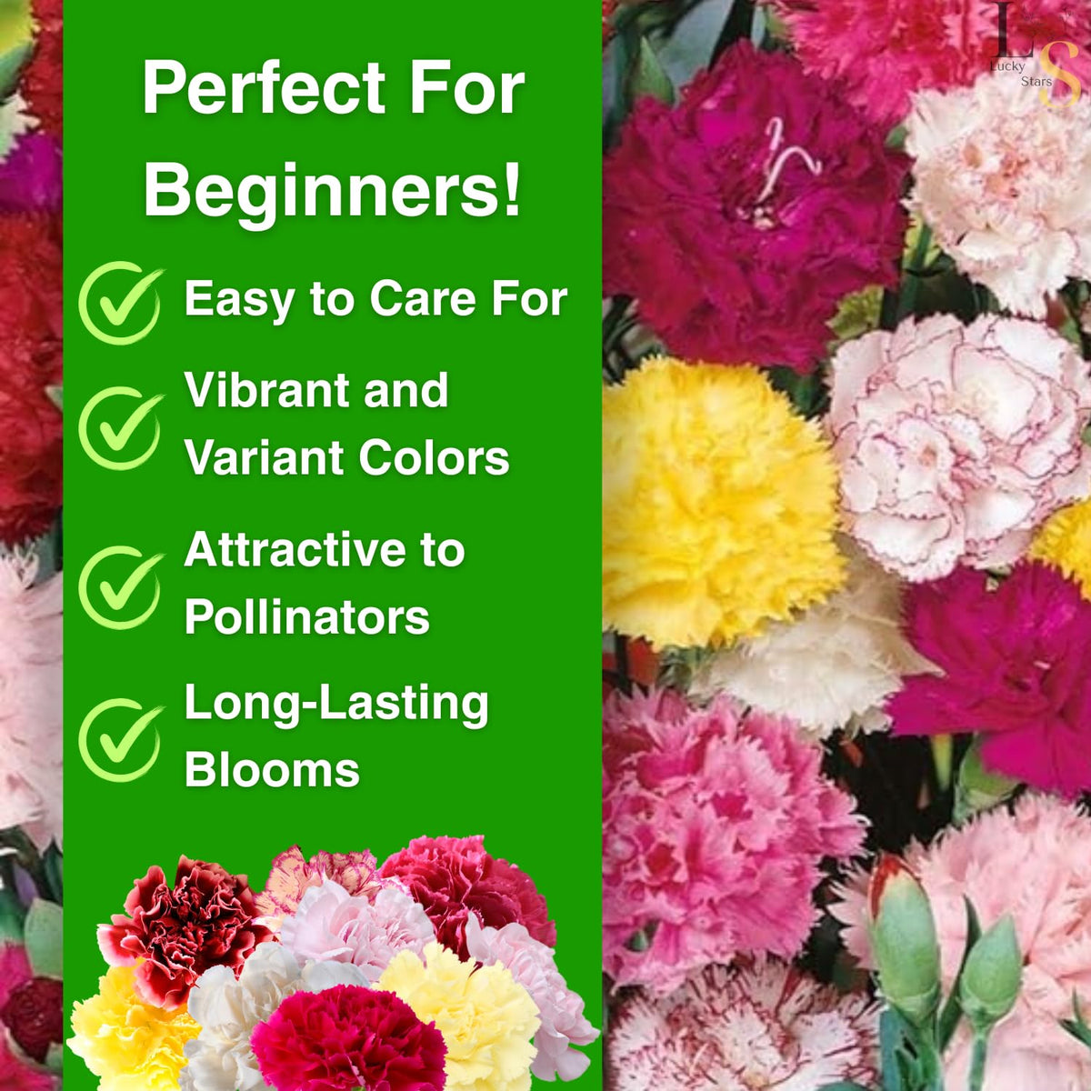 The Lucky Stars garden ideas with Dianthus Caryophyllus chabaud for color.