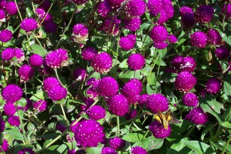 Globe amaranth border plant in a sunny garden bed with cottage charm