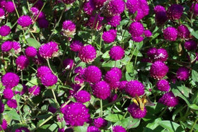 Globe amaranth border plant in a sunny garden bed with cottage charm