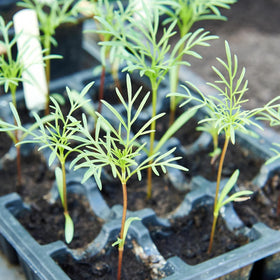 The Lucky Stars organic heirloom cosmos seeds provide easy, sun-loving garden color.