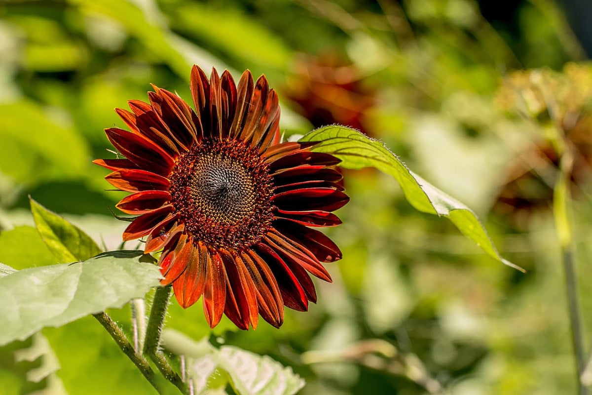 The Lucky Stars pollinator-friendly sunflowers attract butterflies and bees