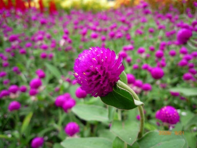 Purple globe amaranth blooms in rich violet for a striking close-up