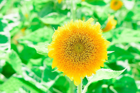 The Lucky Stars sunflower blooms close-up highlights vibrant color and texture
