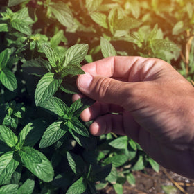The Old Farmers Almanac peppermint seeds packaging back with plant facts and growing tips.