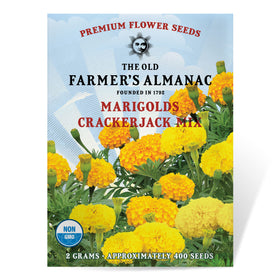 The Old Farmer's Almanac Crackerjack Mix marigold bloom close-up for vibrant garden color.
