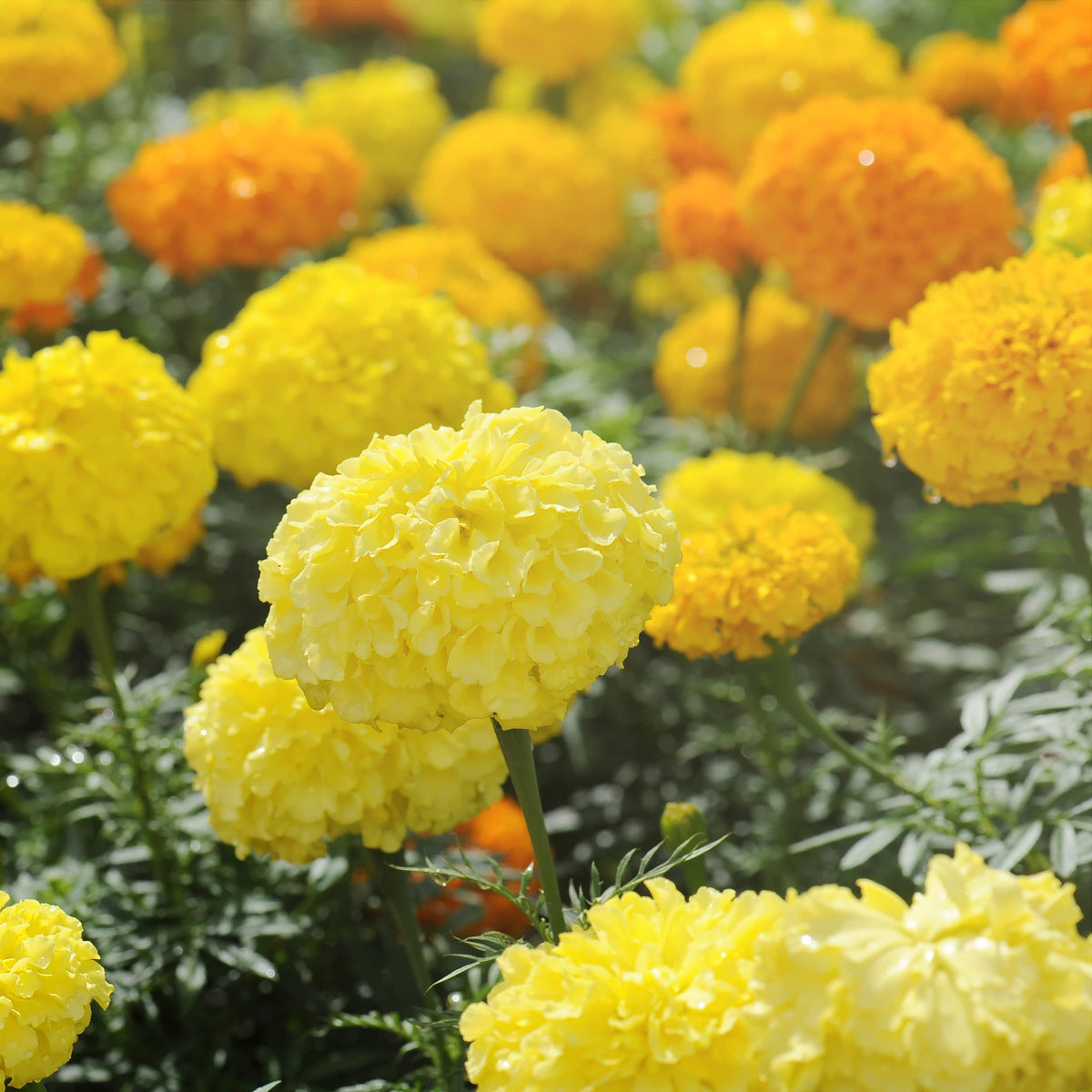 The Old Farmer's Almanac Crackerjack Mix garden bed scene shows bold color.