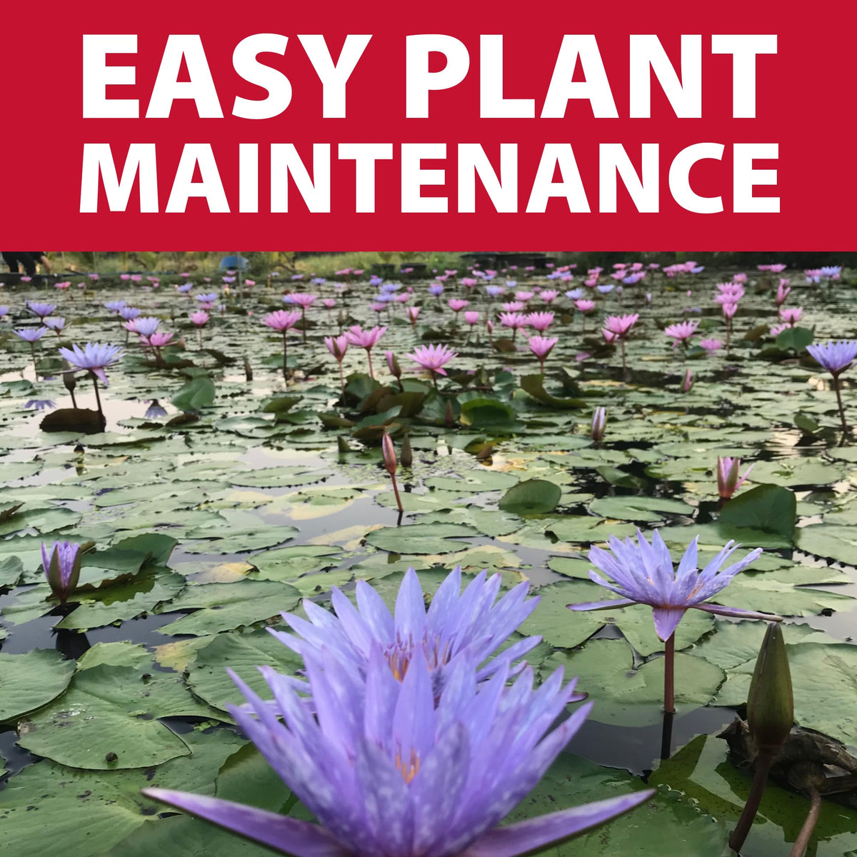 The Pond Guy pond gardening solution reduces clouding and keeps soil in place